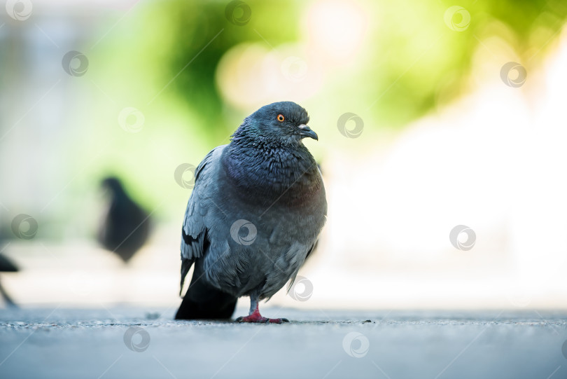 Скачать Домашний голубь, разгуливающий по городу. фотосток Ozero