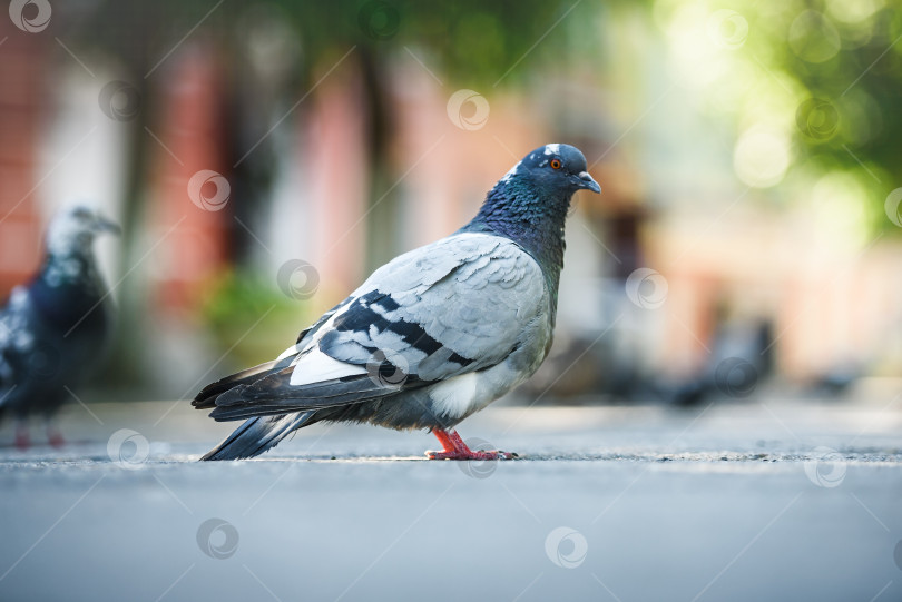 Скачать голуби на фоне города фотосток Ozero