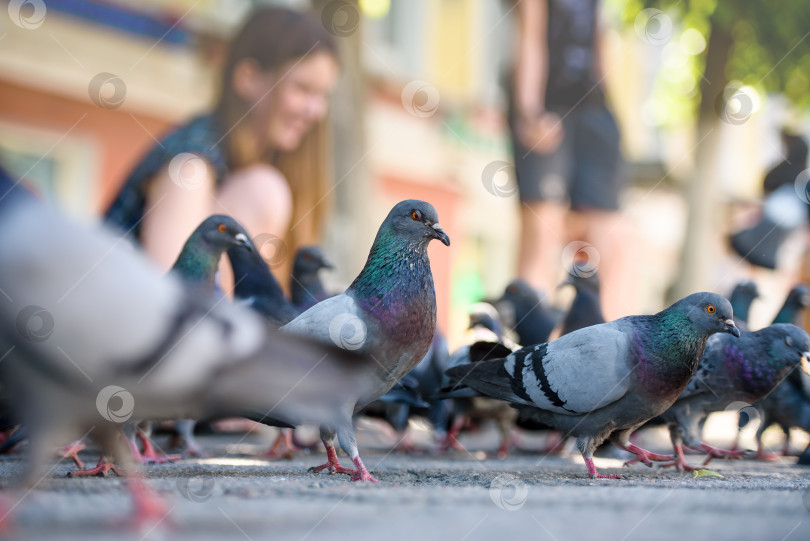 Скачать Дети кормят голубей. Размытый фон. фотосток Ozero