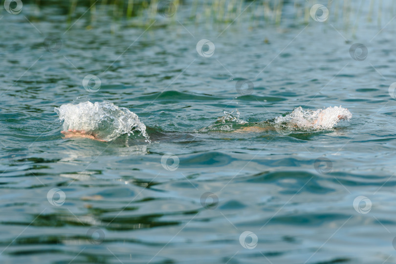 Скачать Мужчина купается в озере и разбрызгивает воду фотосток Ozero