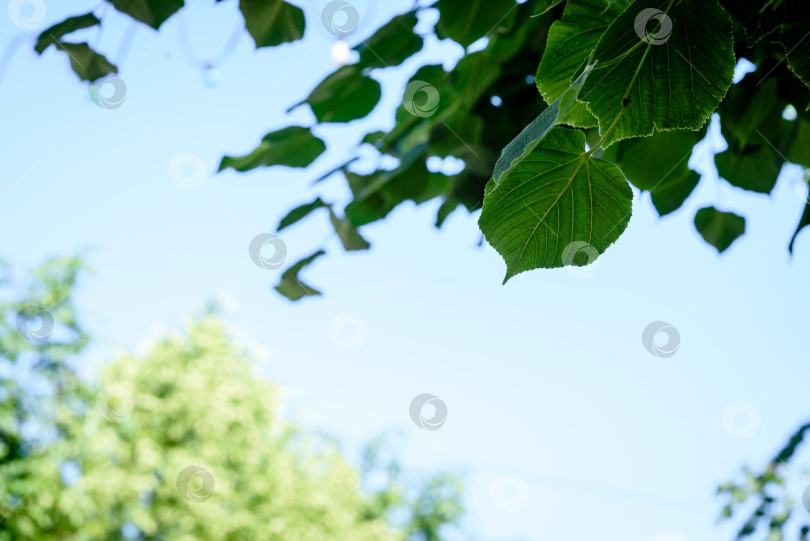 Скачать листва деревьев, видимая снизу в солнечный день фотосток Ozero
