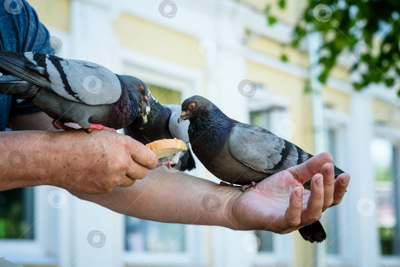 Скачать Серые голуби едят с рук человека фотосток Ozero
