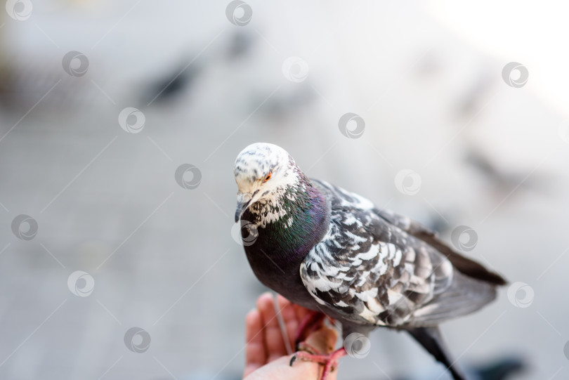 Скачать Пятнистый голубь крупным планом сидит на руке человека фотосток Ozero