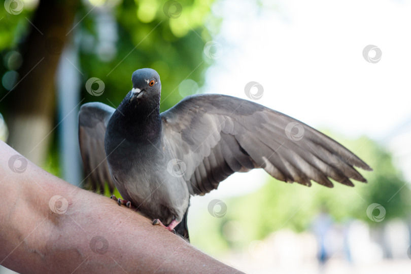 Скачать Серый голубь крупным планом сидит на руке человека фотосток Ozero