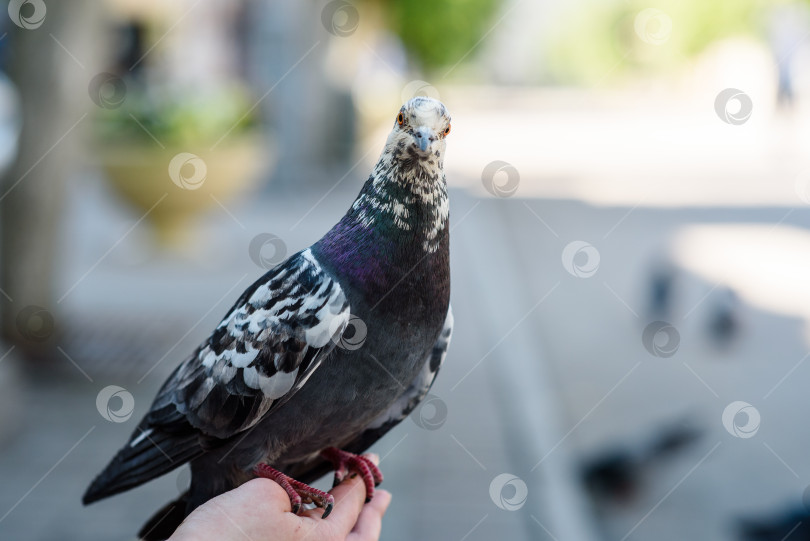 Скачать Пятнистый голубь крупным планом сидит на руке человека фотосток Ozero