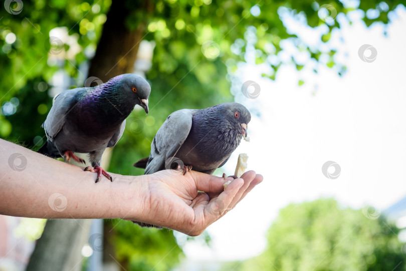 Скачать Городские голуби едят с рук человека фотосток Ozero