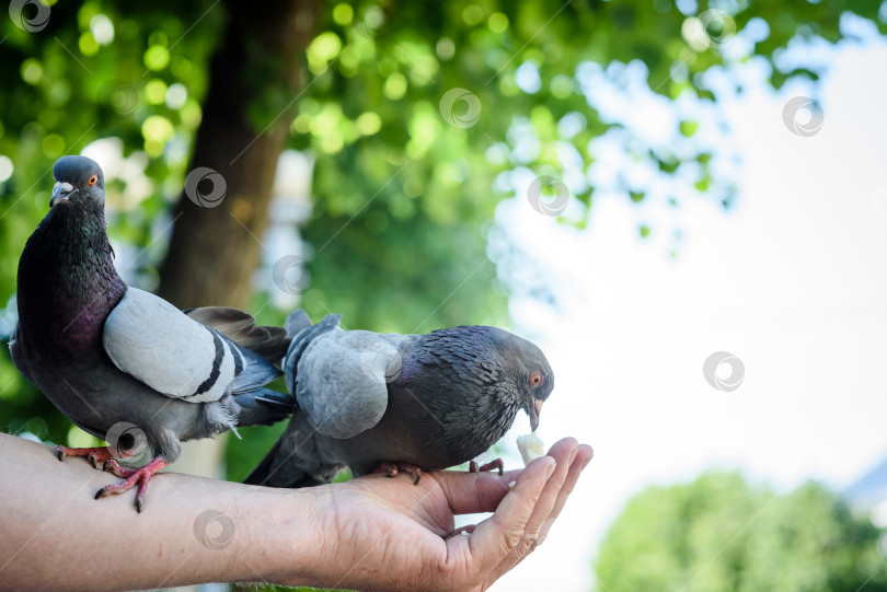 Скачать Городские голуби едят с рук человека фотосток Ozero