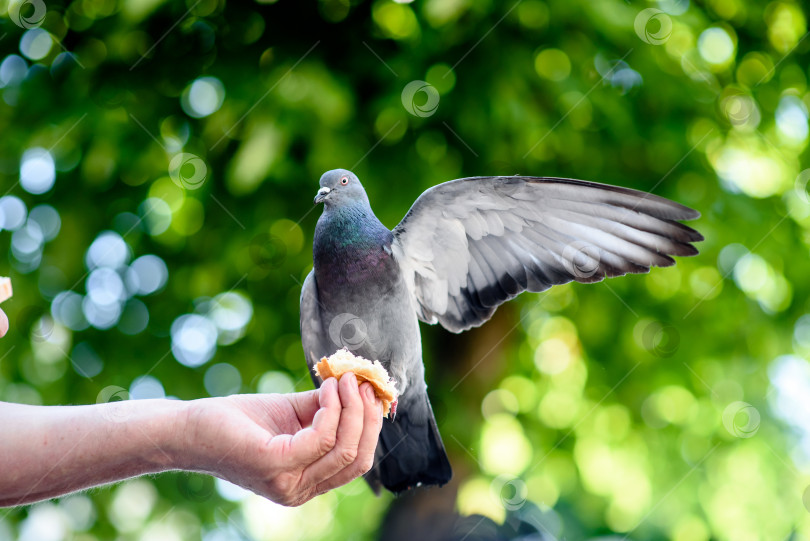 Скачать Серые голуби едят с рук человека фотосток Ozero