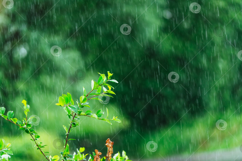 Скачать Проливной дождь идет на фоне естественной зелени фотосток Ozero