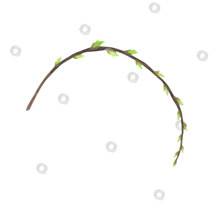 Скачать Акварель с зеленой веткой ивы, выделенной на белом фоне. Нарисованная от руки пасхальная иллюстрация. Искусство для оформления венка фотосток Ozero