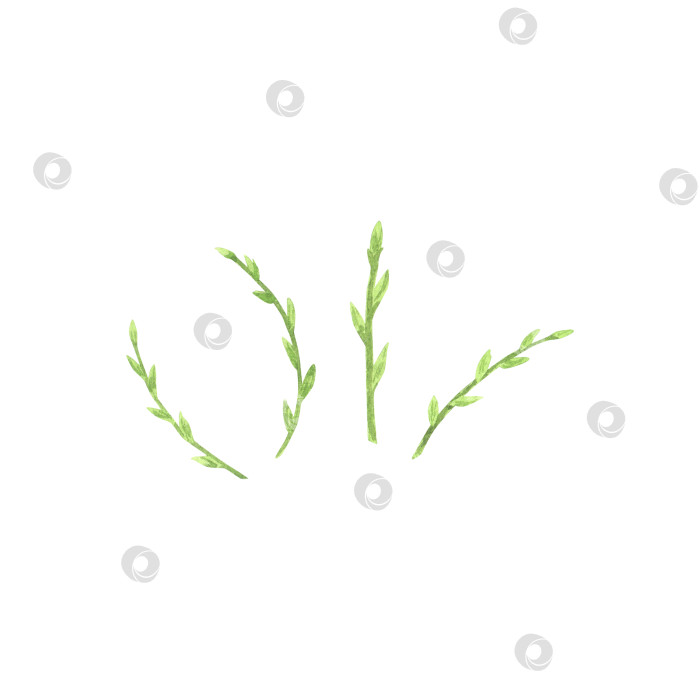 Скачать Зеленая ветка ивы с бутоном акварелью выделена на белом фоне. Нарисованная от руки пасхальная иллюстрация. Искусство для дизайна фотосток Ozero