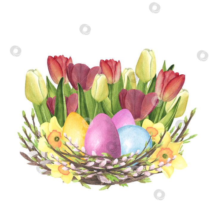 Скачать Акварель "Ивовое гнездо" с тюльпанами, нарциссами, крашеными яйцами, выделенными на белом фоне. Дизайн пасхальной иллюстрации для рисования от руки фотосток Ozero
