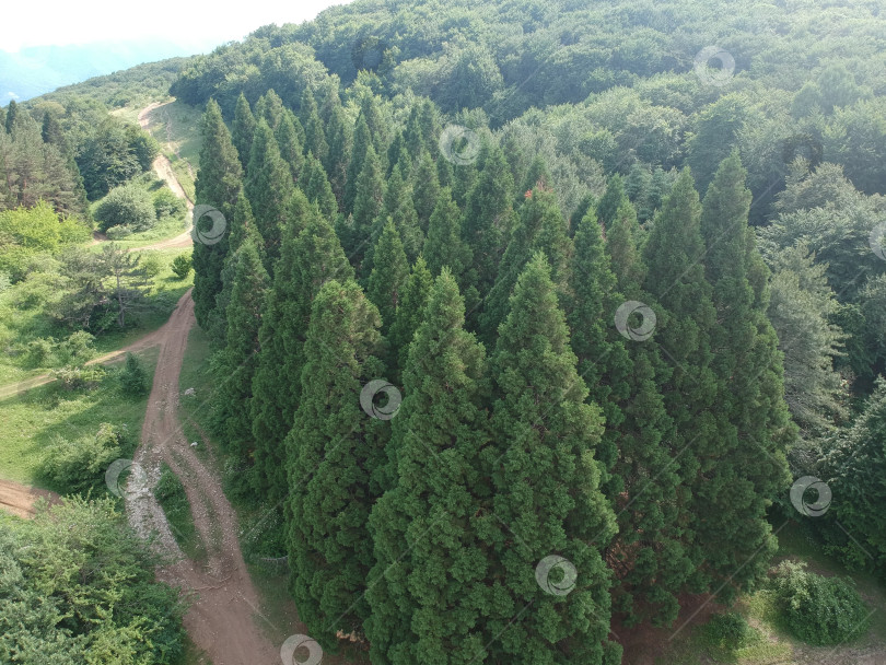 Скачать Вид с дрона на рощу секвой фотосток Ozero