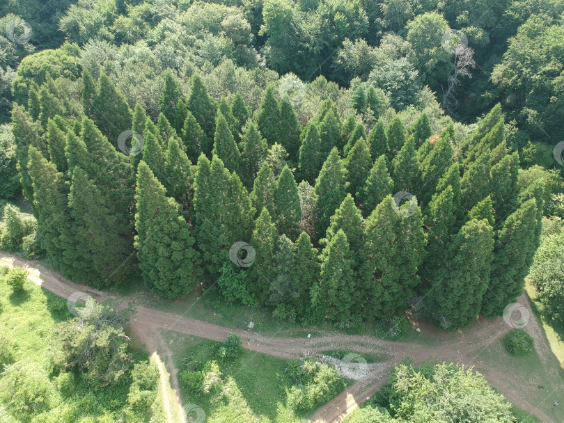 Скачать Вид на секвойи с высоты птичьего полёта фотосток Ozero