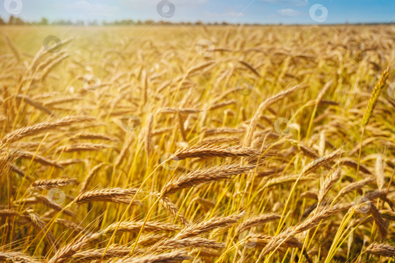Скачать Золотистое пшеничное поле и солнечный день. Фон созревающих колосьев на пшеничном поле. Концепция богатого урожая. Художественный дизайн этикетки фотосток Ozero