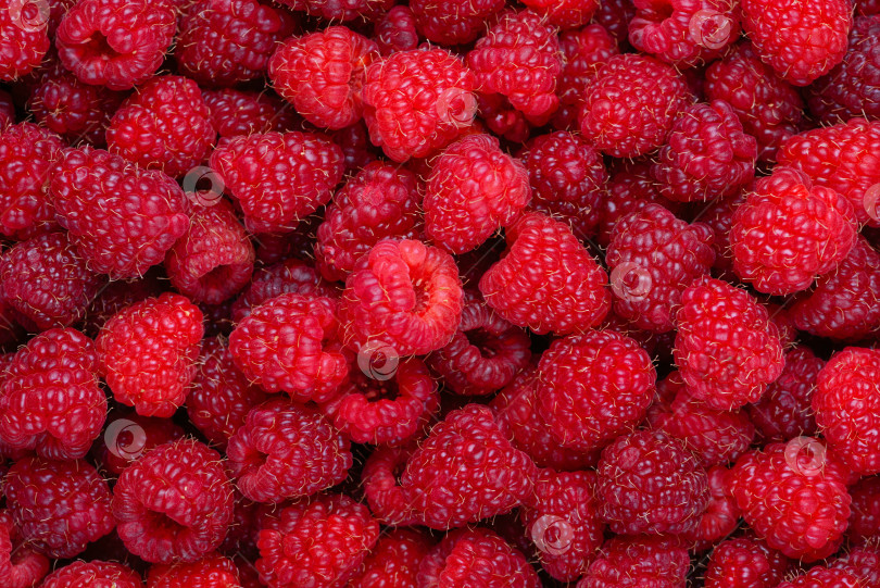 Скачать Малиновый фон. Свежие красные ягоды. Плоды малины на горизонтальном фоне фотосток Ozero