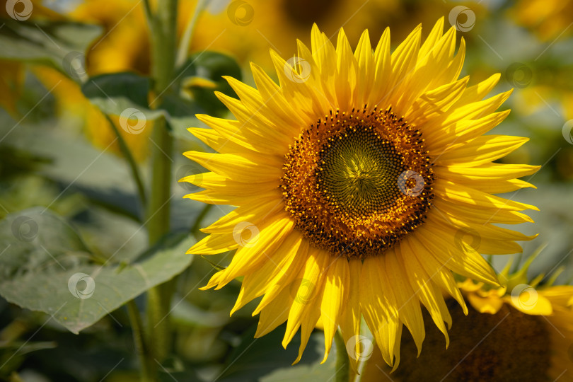 Скачать Красивый подсолнух в солнечный день на естественном фоне фотосток Ozero