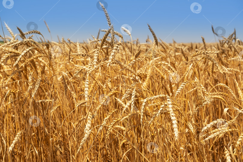 Скачать Золотистое пшеничное поле и солнечный день. Фон созревающих колосьев на пшеничном поле. Концепция богатого урожая. Художественный дизайн этикетки фотосток Ozero