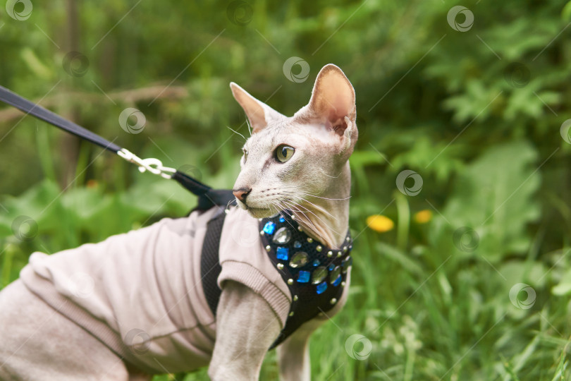 Скачать красивая петерболдская кошка гуляет на поводке на размытом естественном фоне фотосток Ozero