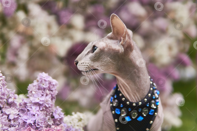 Скачать красивая петерболдская кошка на размытом естественном фоне цветущей сирени фотосток Ozero