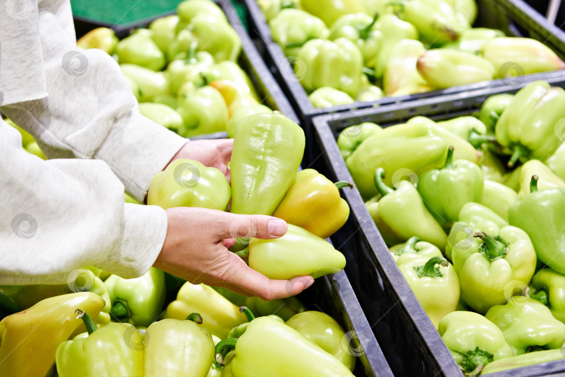 Скачать Зеленый болгарский перец в руках покупателя в магазине фотосток Ozero