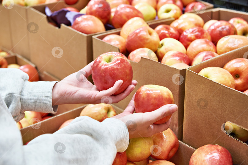 Скачать Красные яблоки в руках покупателя в магазине фотосток Ozero