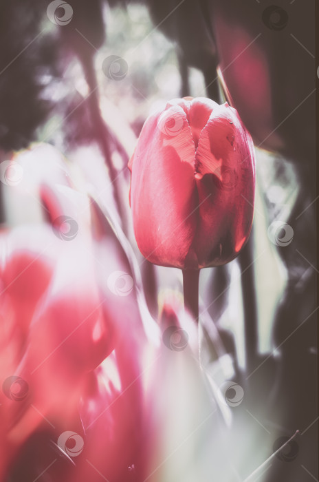 Скачать Цветущие тюльпаны фотосток Ozero