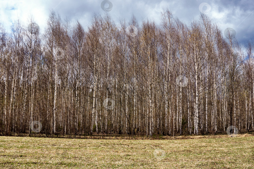 Скачать Весенний березовый лес фотосток Ozero