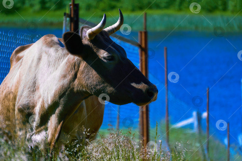 Скачать корова на огороженном пастбище крупным планом фотосток Ozero