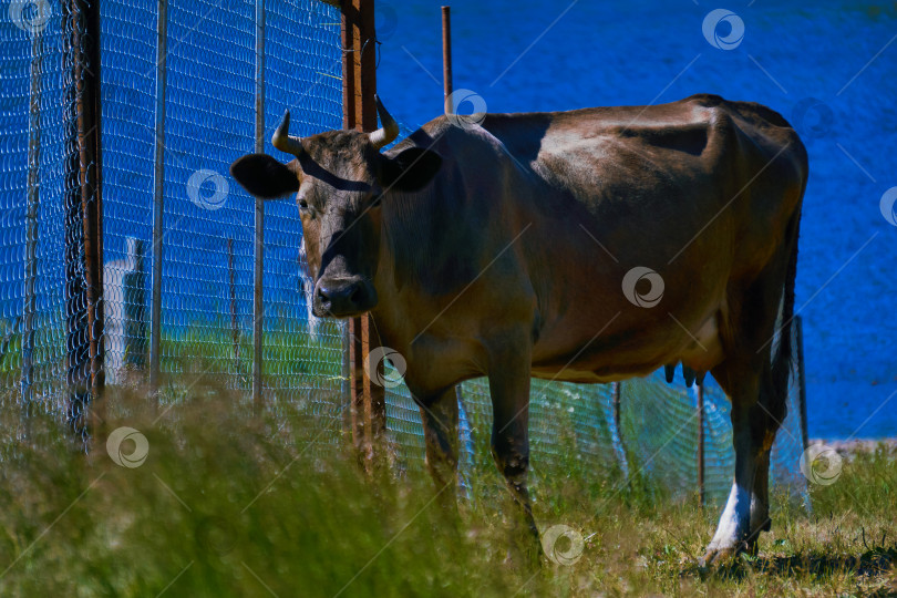 Скачать корова печально стоит у ограды пастбища фотосток Ozero