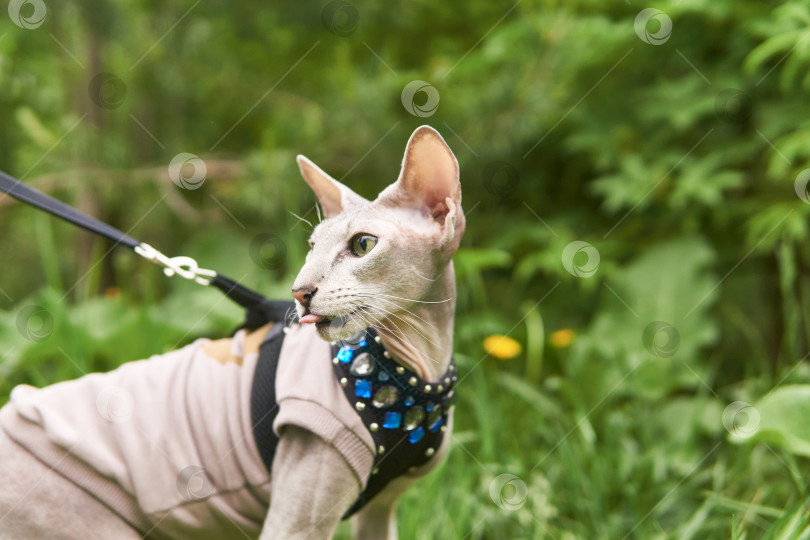 Скачать красивая породистая кошка гуляет на поводке на размытом естественном фоне фотосток Ozero