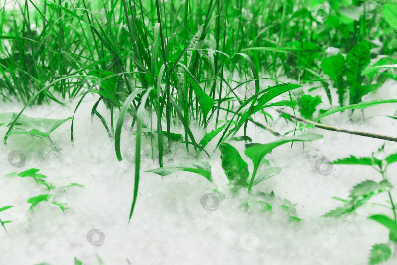 Скачать тополиный пух лежит толстым слоем среди травы крупным планом фотосток Ozero