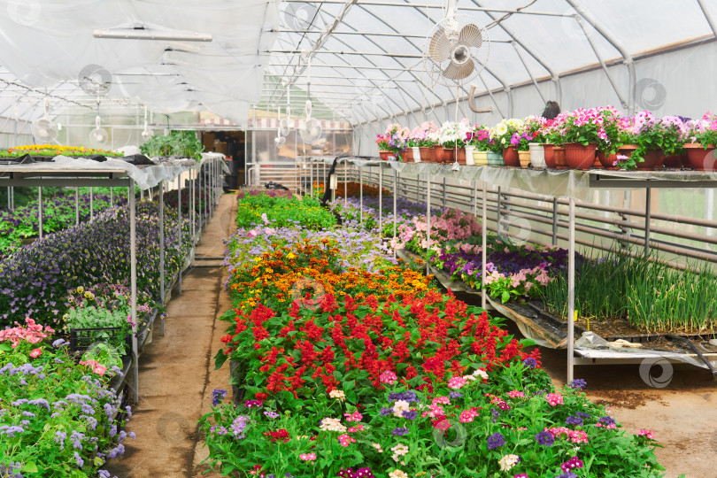Скачать интерьер теплицы для выращивания цветов и декоративных растений фотосток Ozero