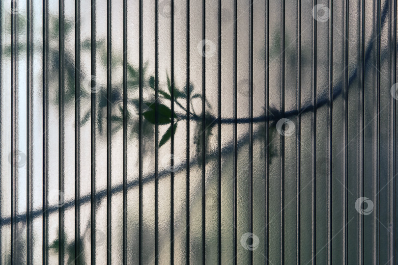 Скачать абстрактный фон - листья живых деревьев просвечивают сквозь полупрозрачный лист поликарбоната фотосток Ozero