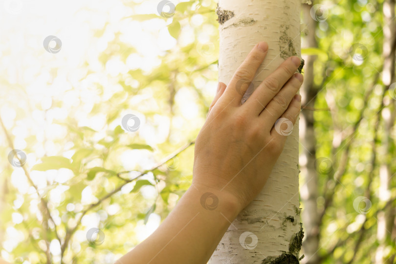 Скачать женская рука нежно прикасается к стволу березы на солнечном природном фоне фотосток Ozero