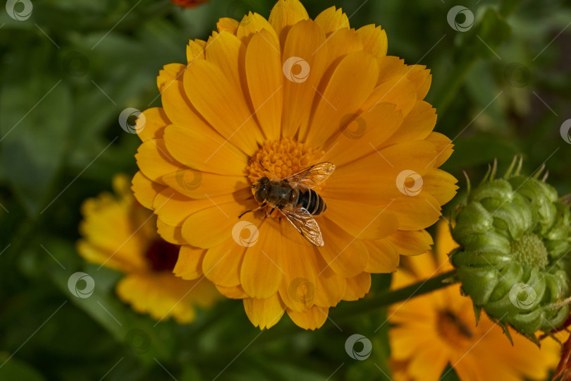 Скачать Календула цветет на лужайке в саду. фотосток Ozero