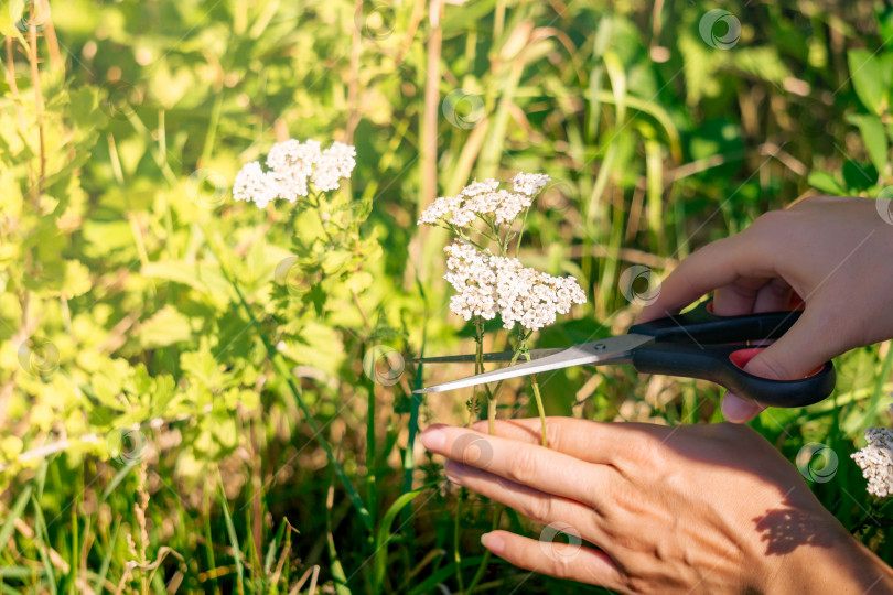 Скачать руки женщины-травницы срезают ножницами соцветия тысячелистника крупным планом на размытом естественном фоне фотосток Ozero