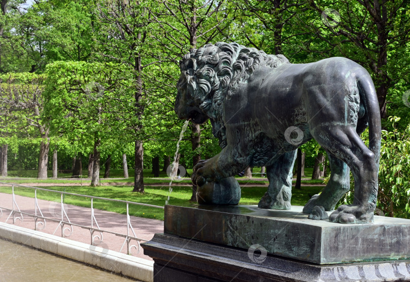 Скачать Петергоф, Санкт-Петербург, Россия, 06.06.2022 год. Скульптура Львиного каскада в Нижнем парке Петергофа. Петергоф, Санкт-Петербург. фотосток Ozero