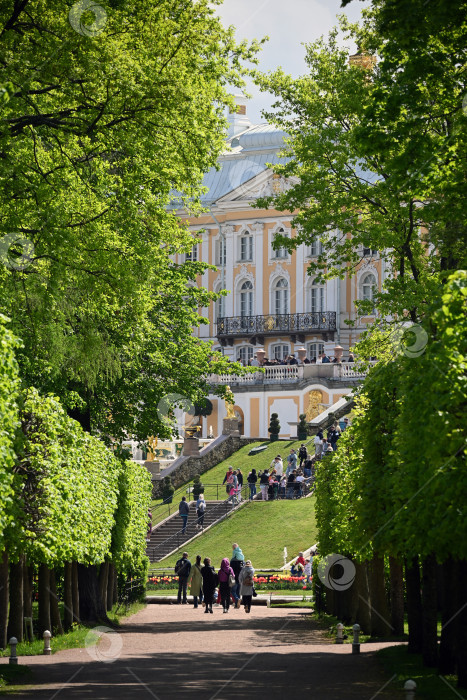 Скачать Петергоф, Санкт-Петербург, Россия, 06.06.2022 год. Вид из аллеи парка на Большой Петергофский дворец. Нижний парк Петергофа. фотосток Ozero