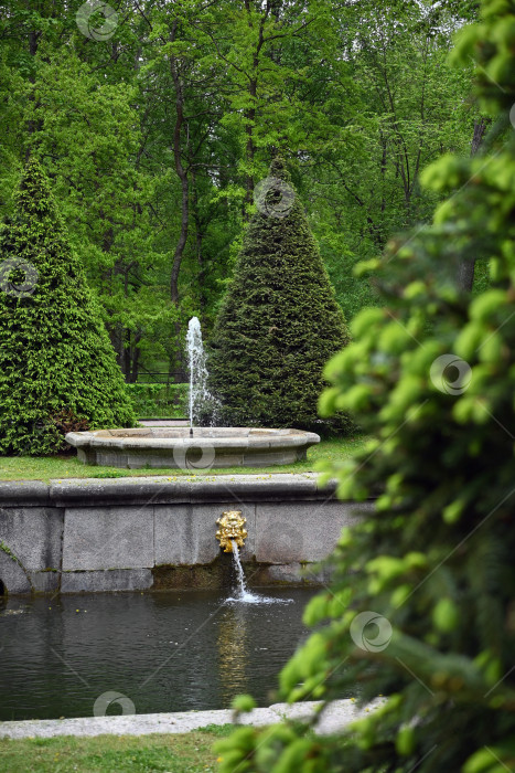 Скачать Петергоф, Санкт-Петербург, Россия, 06.06.2022 год. Набережная канала с фонтанами и декоративно подстриженными деревьями в Нижнем парке Петергофа фотосток Ozero