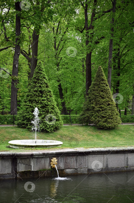 Скачать Петергоф, Санкт-Петербург, Россия, 06.06.2022 год. Набережная канала с фонтанами и декоративно подстриженными деревьями в Нижнем парке Петергофе фотосток Ozero