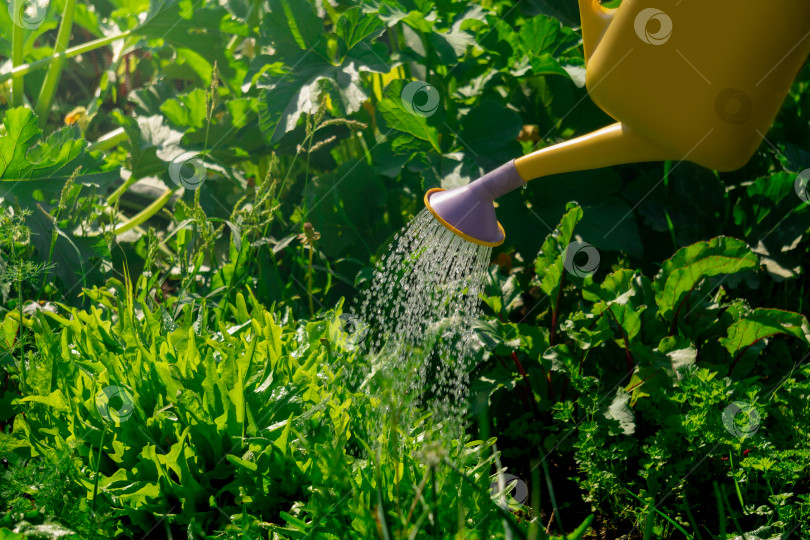 Скачать лейка, поливающая различную зелень в саду фотосток Ozero