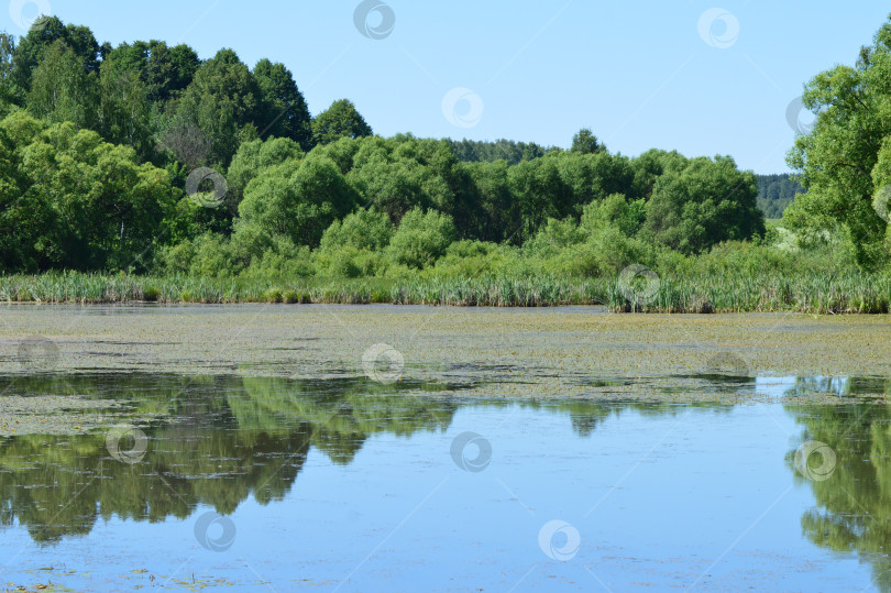 Скачать Отражение в воде лесополосы. Утро на пруду. фотосток Ozero