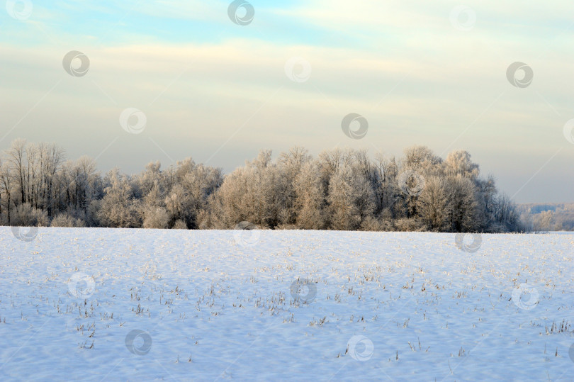 Скачать Зимнее утро в поле. фотосток Ozero