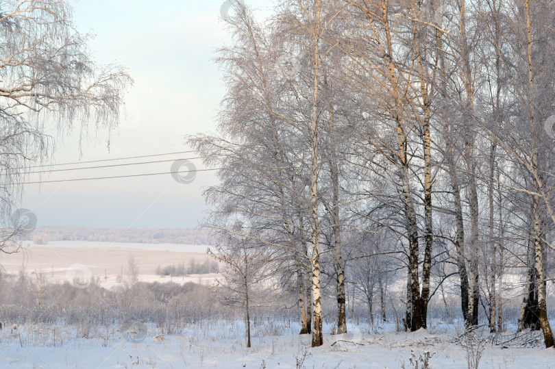 Скачать Пейзаж. Березы зимой. фотосток Ozero