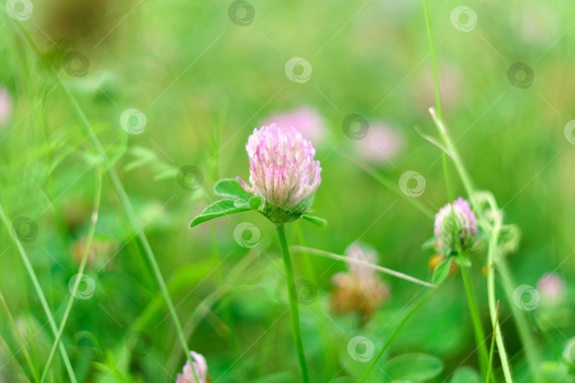 Скачать Trifolium pratense, красный клевер, - травянистый вид цветковых растений семейства бобовых, селективный фокус. фотосток Ozero