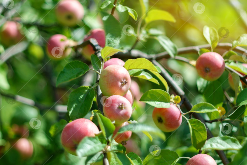 Скачать Спелое красное яблоко с дерева посреди яблоневого сада. Осенний сад, готовый к сбору урожая. Избирательный фокус фотосток Ozero
