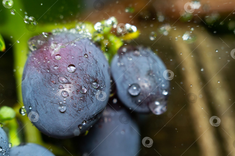 Скачать Сочный красный виноград крупным планом с каплями воды. Фон, текстура, выборочный фокус фотосток Ozero