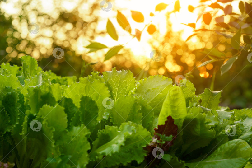 Скачать Зеленые листья Lactuca sativa крупным планом. Листовой салат-латук на грядке в саду. Избирательный фокус фотосток Ozero