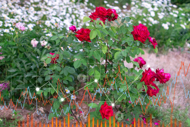 Скачать Цветущие красные розы крупным планом на фоне зеленого сада. График продаж, цветочный бизнес фотосток Ozero